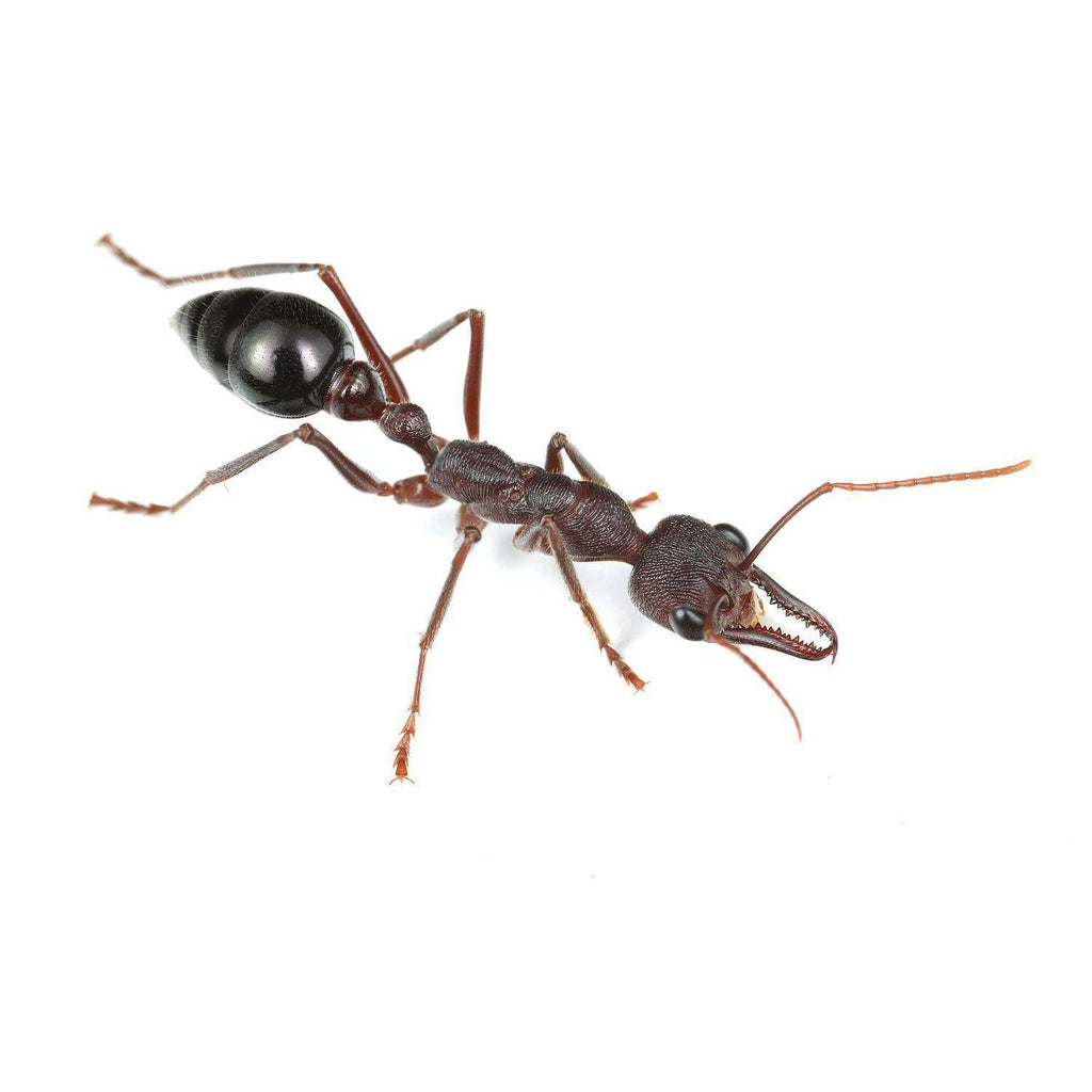 Myrmecia forficata Queen + 2 - 4 Workers