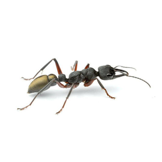 GTRL Bull Ant / Myrmecia fulvipes Queen + 1 - 2 Workers