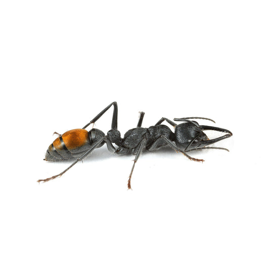 Myrmecia mandibularis Queen + 2 - 4 Workers
