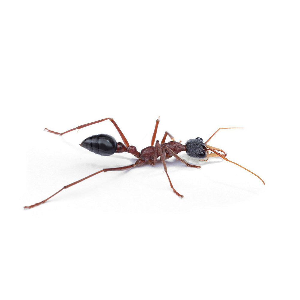 Myrmecia nigriceps Queen + 2 - 4 Workers