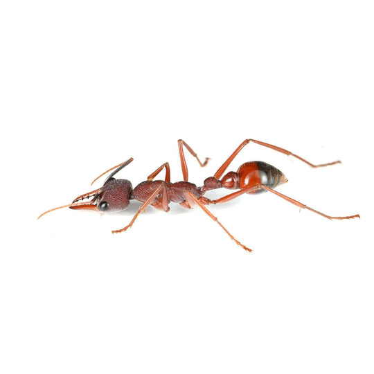 Myrmecia nigriscapa Queen Only