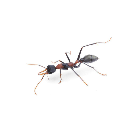 Myrmecia nigrocinta Colony