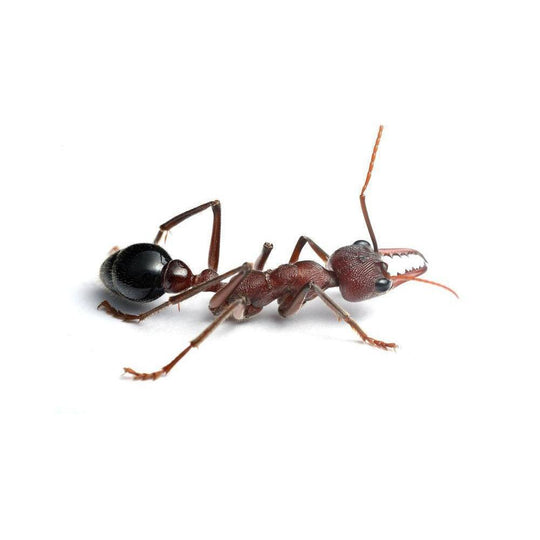 Red Bull Ant / Myrmecia simillima Queen + 1 -2 Workers