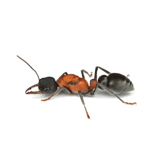 Myrmecia swalei Queen + 1 - 2 Workers