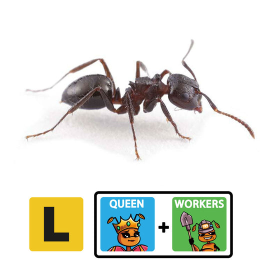 Notoncus sp. Queen + 1 - 4 Workers