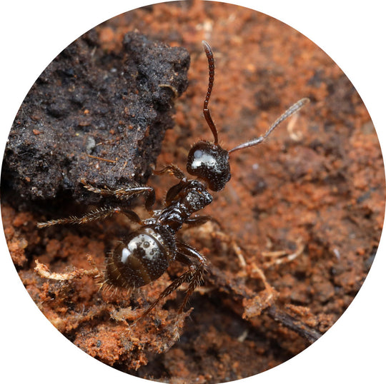 Notoncus sp. Queen Only