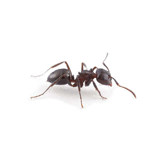 Notoncus sp. Queen + 5-10 Workers