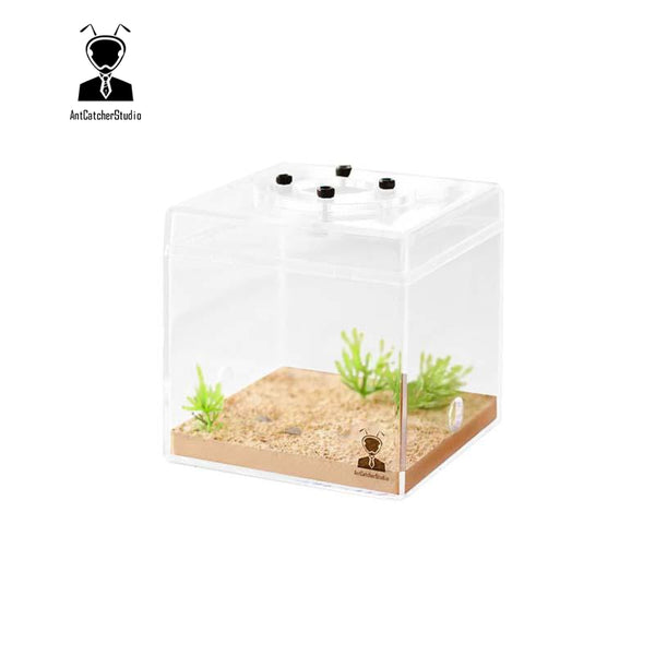 Ant Catcher Studio Outworld Medium – Ant Keeping Depot