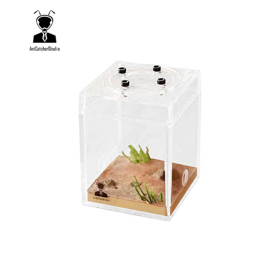 Ant Catcher Studio Outworld Small
