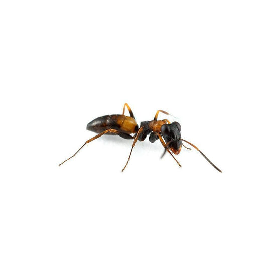 Strobe Ant / Opisthopsis rufithorax Colony