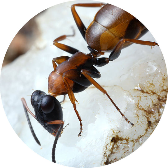 Strobe Ant / Opisthopsis rufithorax Queen Only