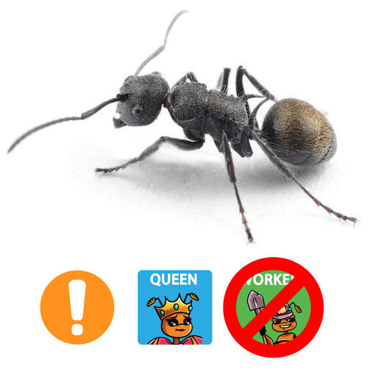 Gold Tailed Poly Ant / Polyrhachis vermiculosa Queen Only