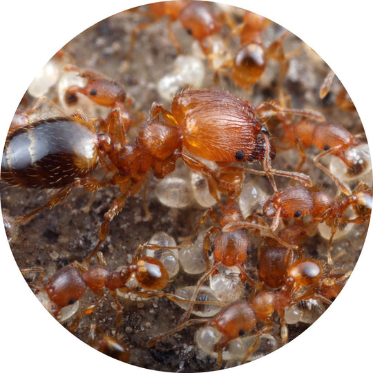 Pheidole vigilans Queen Only