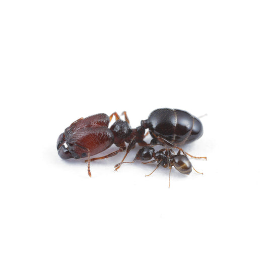 Big Head Ant / Pheidole sp. #2 Queen + 11-20 Workers