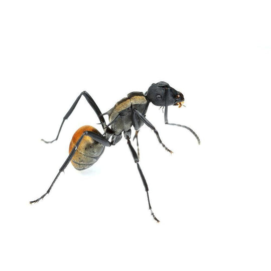 Gold Tailed Spiny Ant / Polyrhachis ammon Queen + 5 - 10 Workers