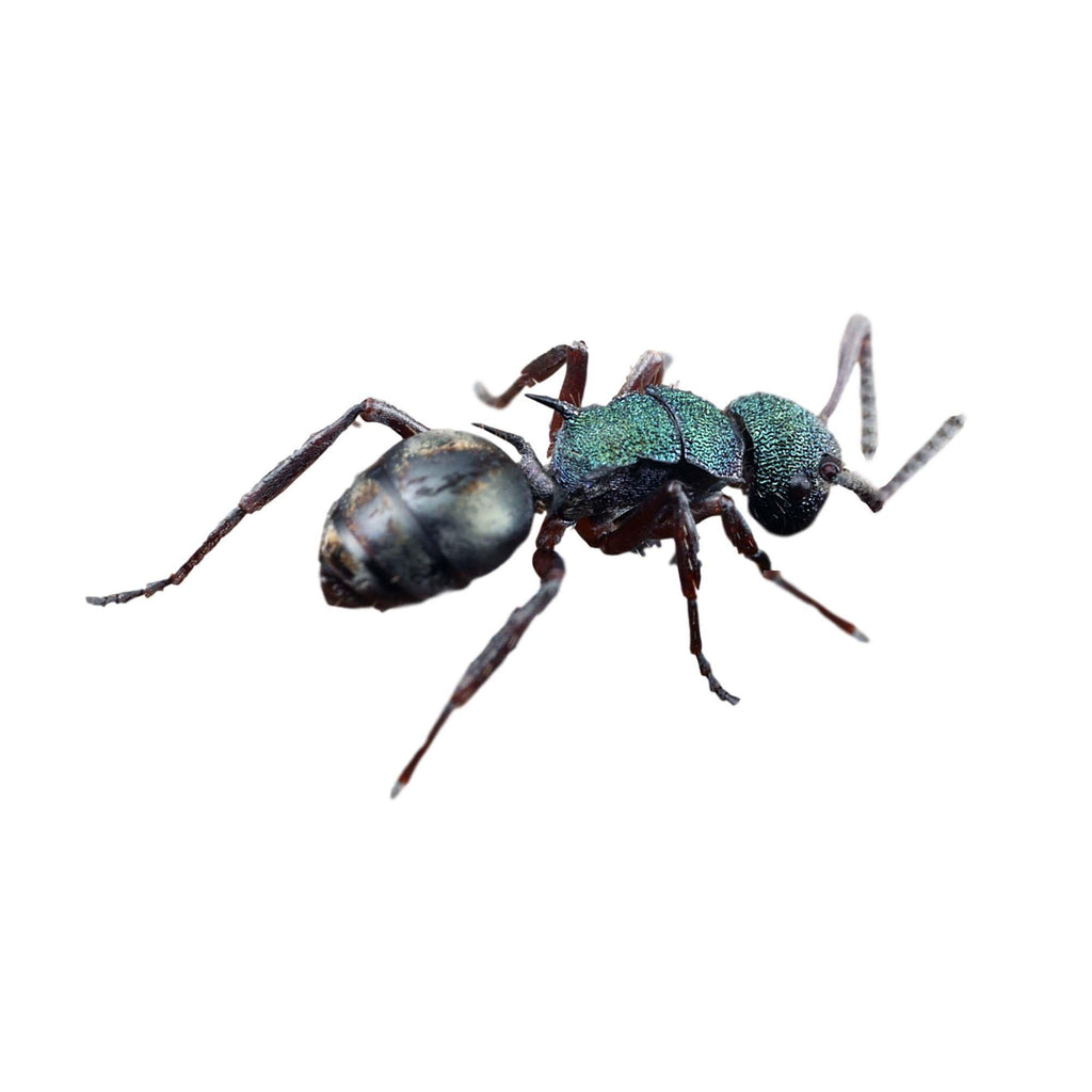 Polyrhachis hookeri Queen Only
