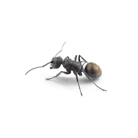 Gold Tailed Poly Ant / Polyrhachis sp Queen + 2 -4 Workers