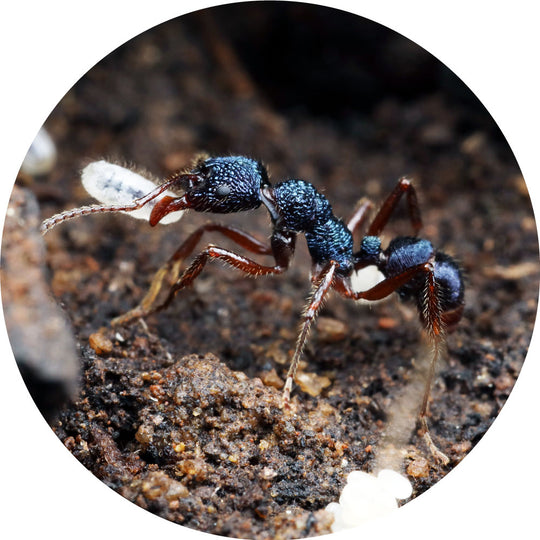 Rhytidoponera aspersa Queen Only