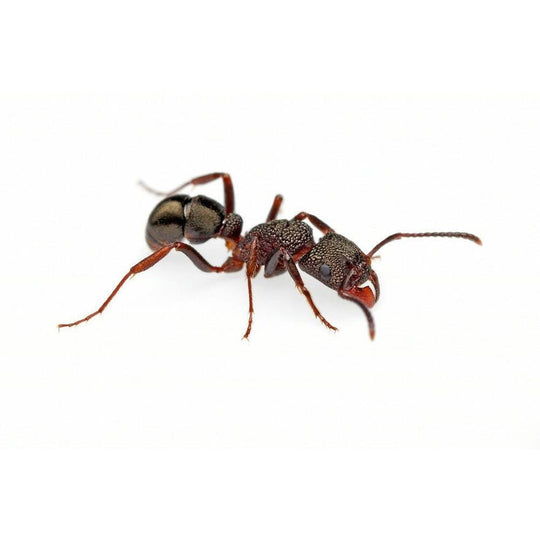 Rhytidoponera tasmaniensis Queen + 5 - 10 Workers