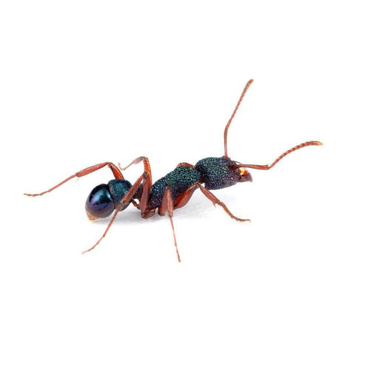 Rhytidoponera  aspersa Colony