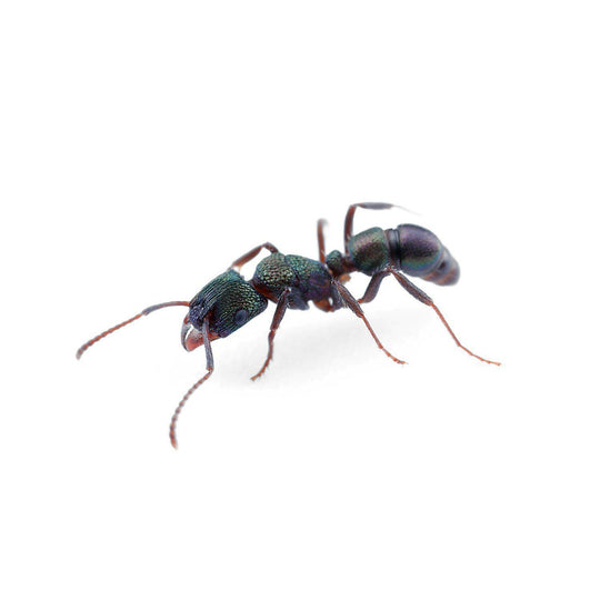 Green Head Ant / Rhytidoponera metallica Queen + 2 -4 Workers