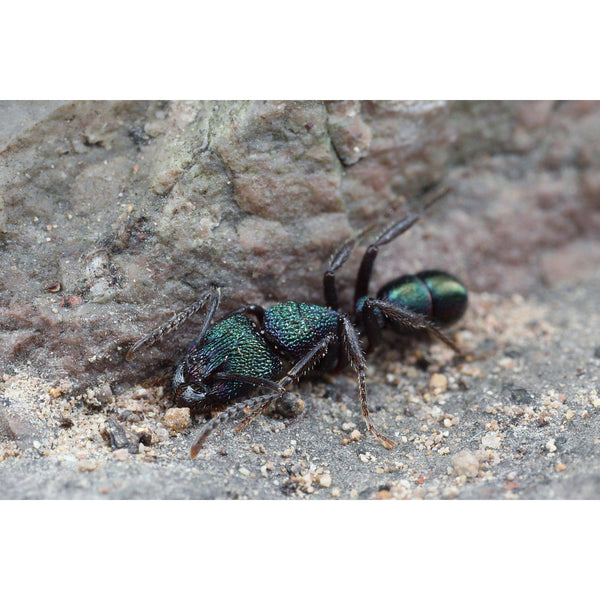 Green Head Ant / Rhytidoponera metallica Queen + 2 -4 Workers – Ant ...