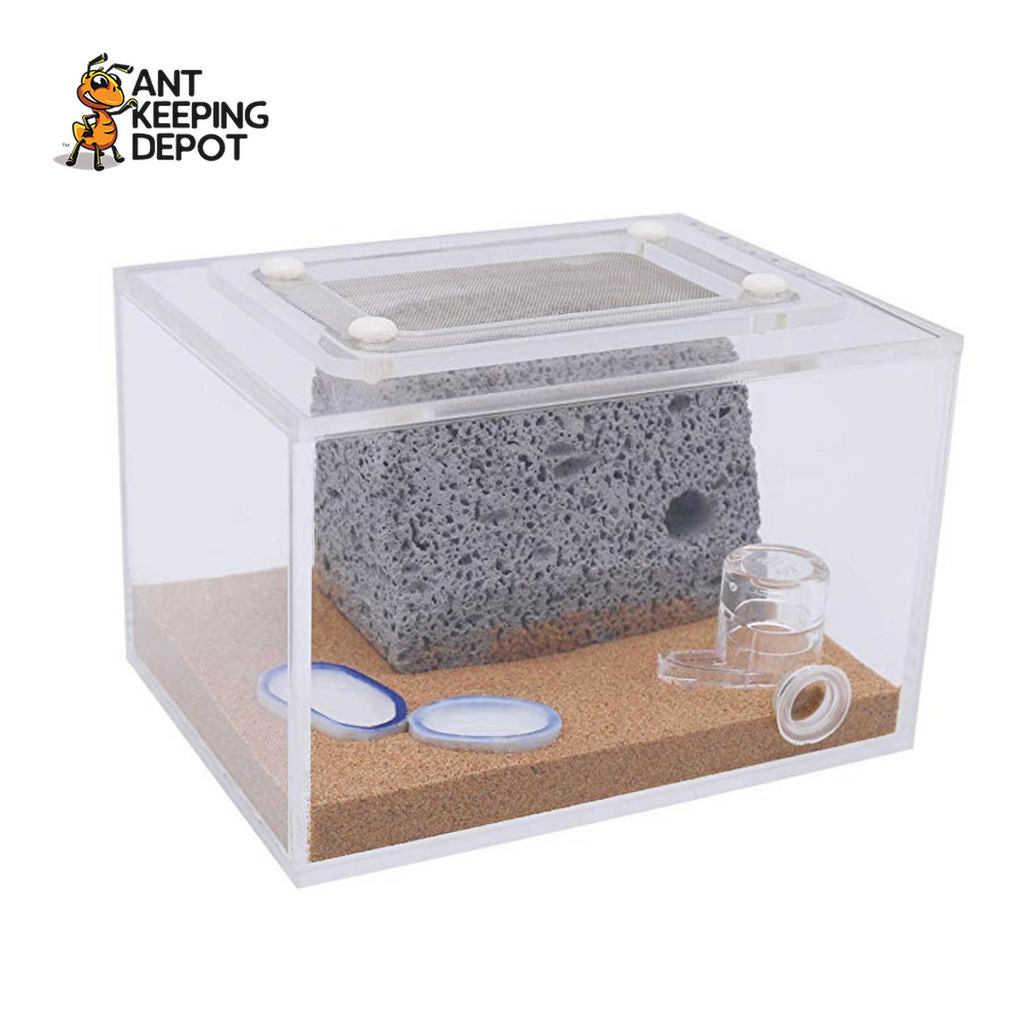 Bull Ant Castle YTONG Mini