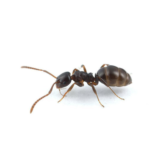 Stigmacros sp. Queen + 2 -4 Workers