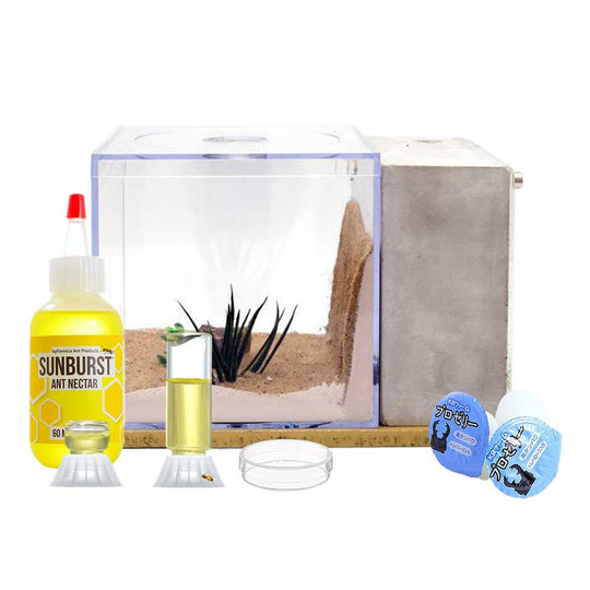 Tarheel Ants Beginner Kit +