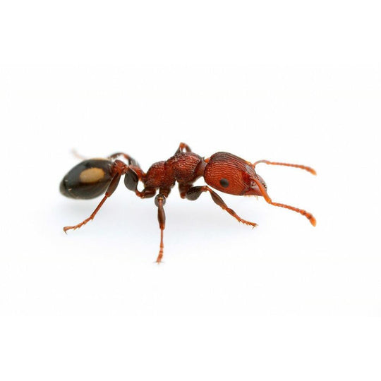 Muscle Man Ant / Podomyrma adelaidae  Queen Only