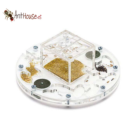 AntHouse Acri Medium Circle