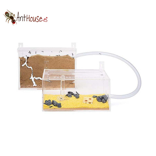 AntHouse Acrylic/Sand Wall Kit Mini