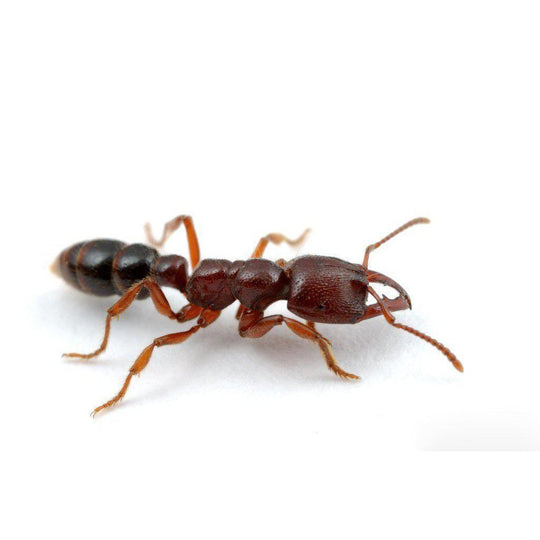 Dracula Ant / Amblyopone australis Queen + 2 -4 Workers
