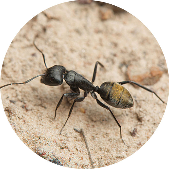 Camponotus aeneopilosus Queen Only