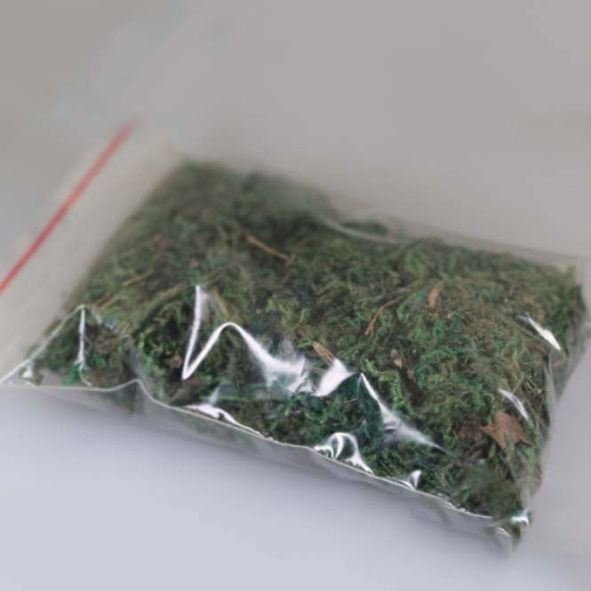 Empire Of Ants Decorative Moss