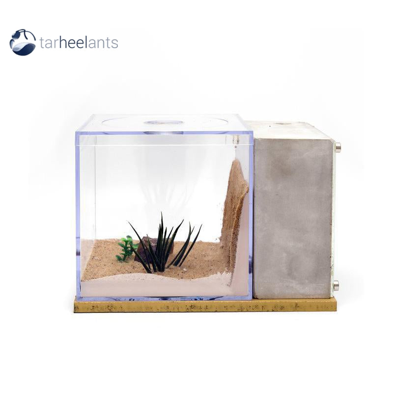 Tar Heel Ants Fortress Type III