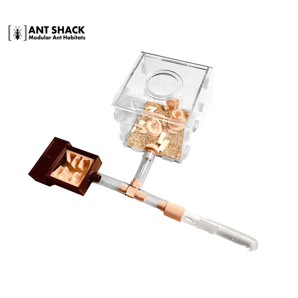 Ant Shack Natural Ant Habitat Small