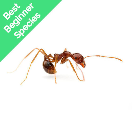 Aphaenogaster longiceps Colony 100+ workers
