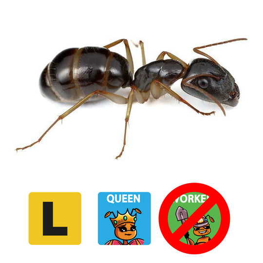 Camponotus lownei Queen Only