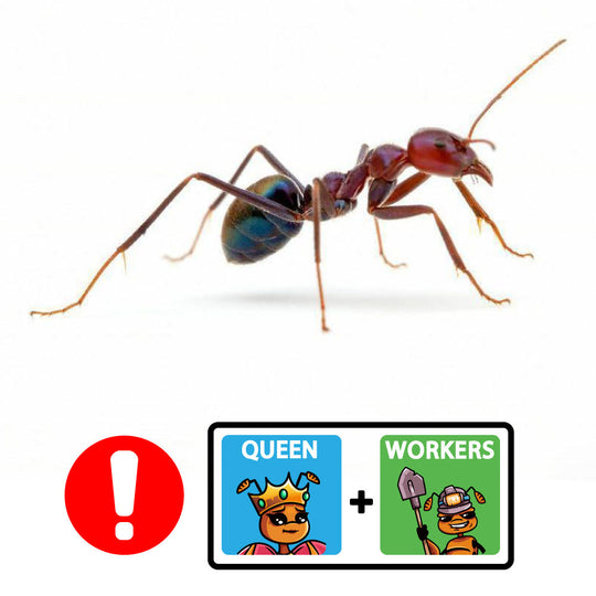 Meat Ant / Iridomyrmex purpureus  Queen + 10 - 20 Workers