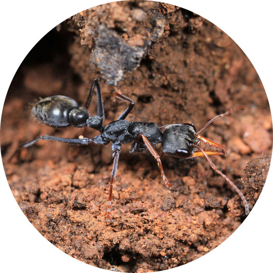 Jumping Jack Bull Ant / Myrmecia pilosula  Queen Only
