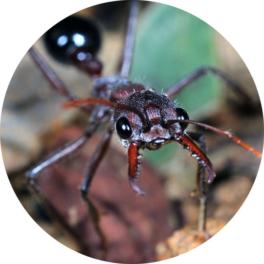 Red Bull Ant / Myrmecia simillima Queen Only