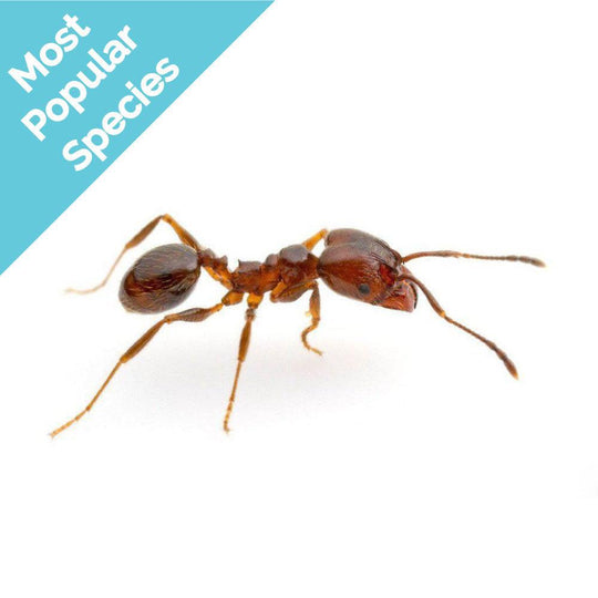 Pheidole vigilans Colony