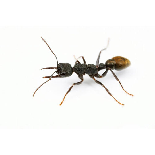 Myrmecia piliventris  Colony
