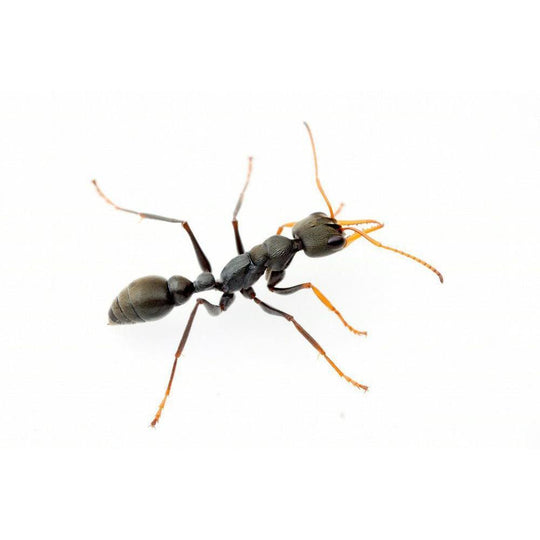 Jumping Jack Bull Ant / Myrmecia pilosula Colony / queen + 10+ workers.