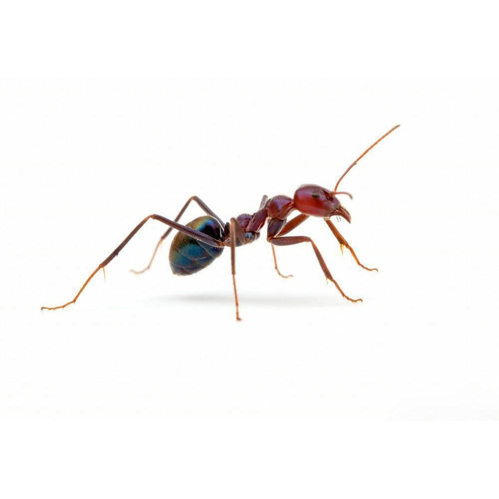 iridomyrmex-purpureus