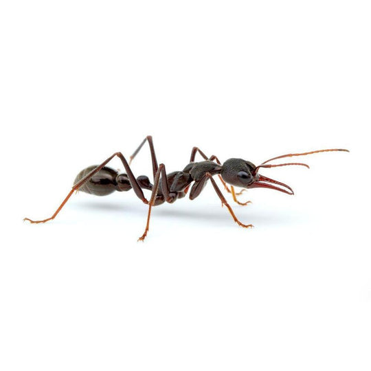 Giant Brown Bull Ant / Myrmecia pyriformis Queen + 2 - 4 Workers