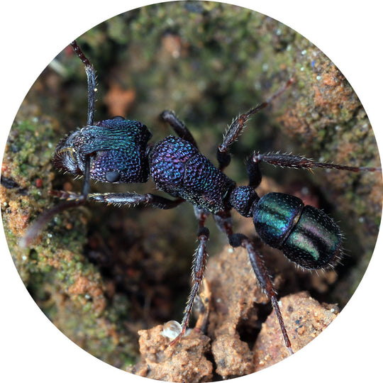 Green Head Ant / Rhytidoponera metallica Queen Only