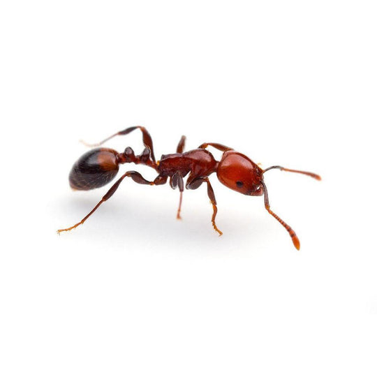 Monomorium rubriceps Colony