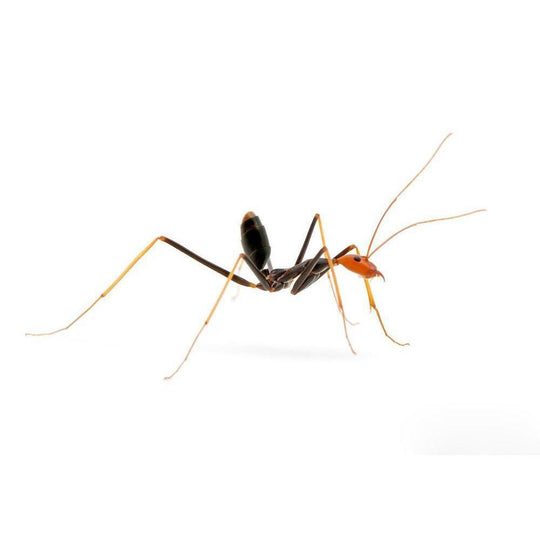 Leptomyrmex erythrocephalus Queen + 5 - 10 Workers